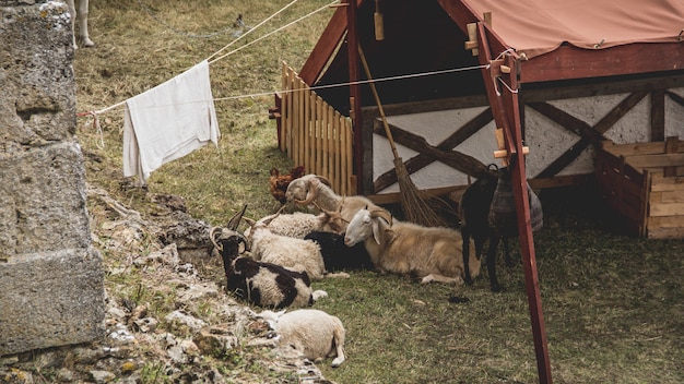 Animali in una fattoria del castello