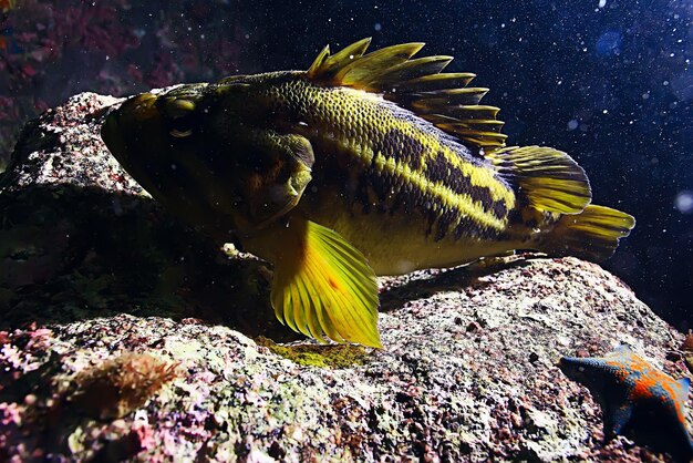 animali marini sotto l'acqua foto