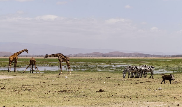 Animali nel Parco Nazionale Amboseli - Kenya