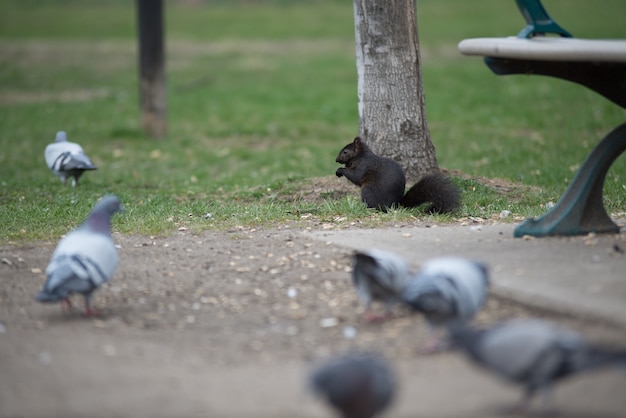 Animali nella città di Toronto in Canada