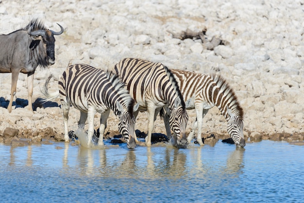 Animali selvaggi africani -gnu, kudu, orix, springbok, zebre acqua potabile in pozza d'acqua