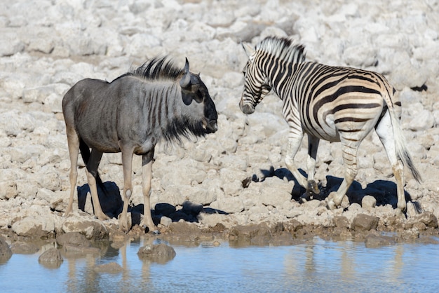 Animali selvaggi africani -gnu, kudu, orix, springbok, zebre acqua potabile in pozza d'acqua