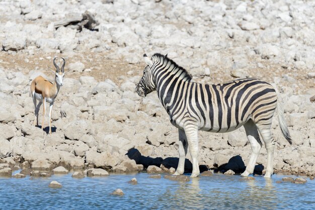 Animali selvaggi africani -gnu, kudu, orix, springbok, zebre acqua potabile in pozza d'acqua