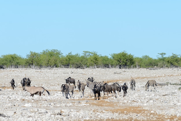 Animali selvaggi africani -gnu, kudu, orix, springbok, zebre acqua potabile nel waterhole