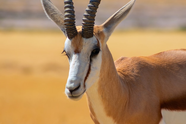 Animali selvaggi africani. L'antilope saltante (antilope di medie dimensioni) in erba gialla alta contro un cielo blu. Parco nazionale dell'Etosha. Namibia