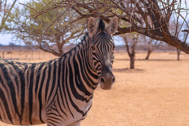 Animali selvaggi africani. Ritratto ravvicinato della zebra. Zebra delle pianure africane sulle praterie gialle secche della savana.