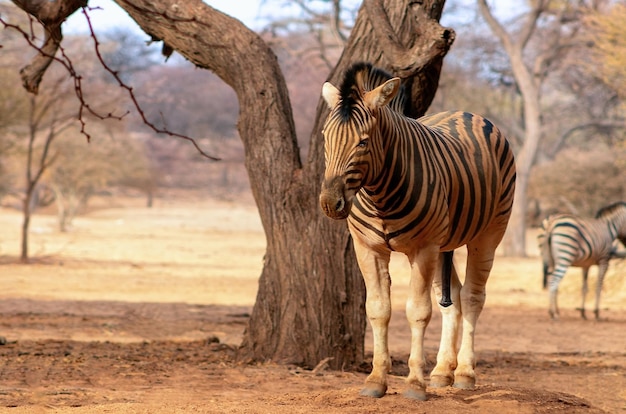 Animali selvaggi africani. Ritratto ravvicinato della zebra. Zebra delle pianure africane sulle praterie gialle secche della savana.