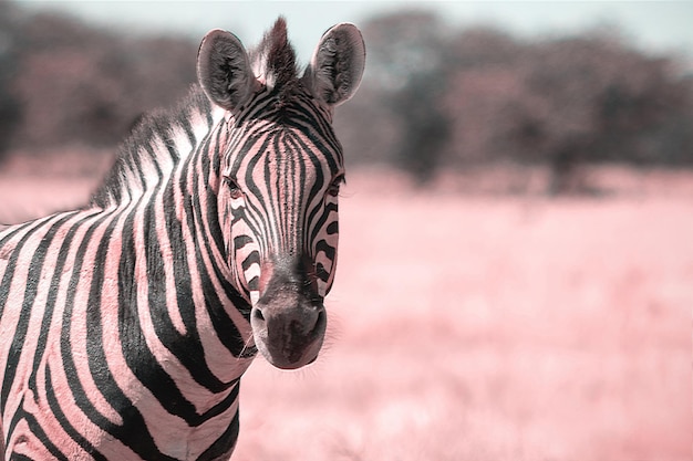 Animali selvaggi africani. Zebra di montagna africana in piedi nella prateria. Parco Nazionale dell'Etosha. Namibia