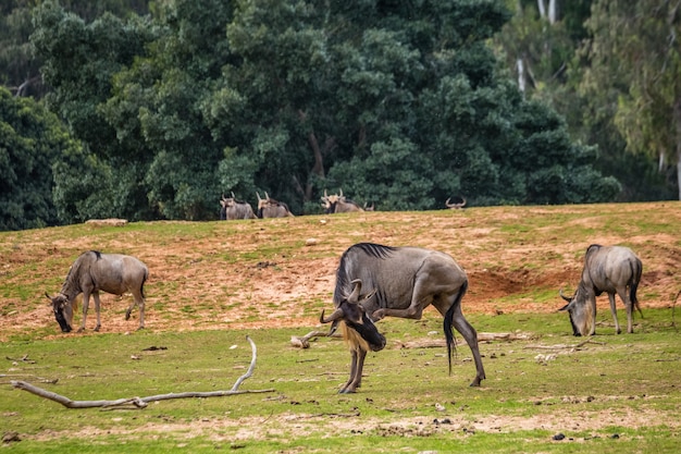 Animali selvaggi africani