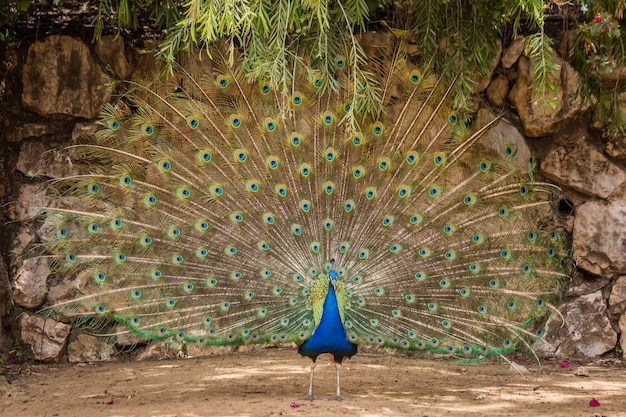 Animali selvaggi africani