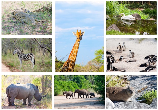 Animali selvatici africani collage diversità della fauna nel parco Kruger Sudafrica