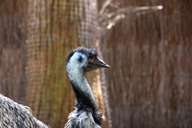 Animali selvatici allo zoo di Taronga a Sydney, in Australia