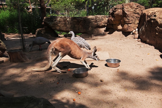 Animali selvatici allo zoo di Taronga a Sydney, in Australia