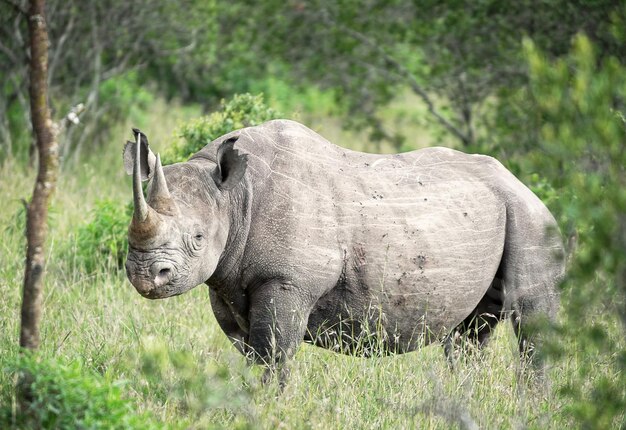 Animali selvatici in natura