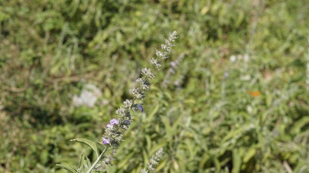 Anisomeles malabarica comunemente noto come nepitella Malabar appartenente alla famiglia delle Lamiaceae originaria delle regioni tropicali e subtropicali dell'India e dello Sri Lanka