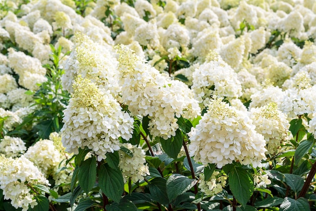 Annabelle Hydrangea fiori bianchi Hydrangea macrophylla fiorisce vicino cespugli Hblossoms giardinaggio