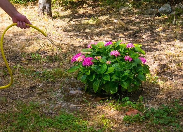 Annaffiare a mano una pianta in un giardino