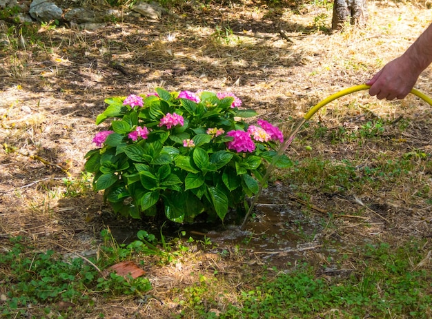 Annaffiare a mano una pianta in un giardino