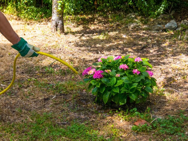 Annaffiare a mano una pianta in un giardino