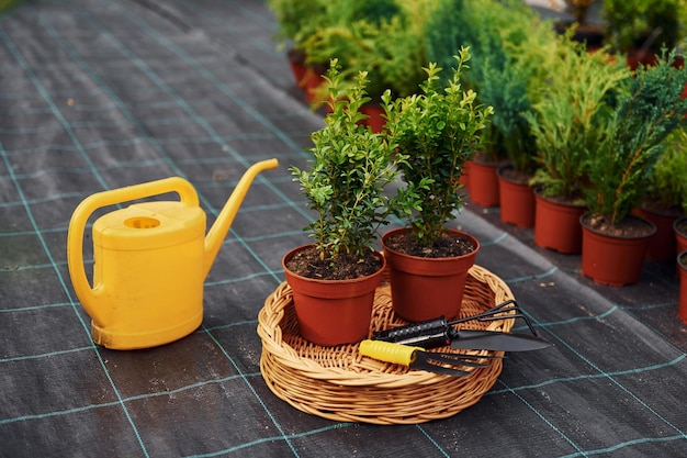 Annaffiatoio giallo Piante in vaso e strumenti di lavoro a terra Concezione del giardinaggio