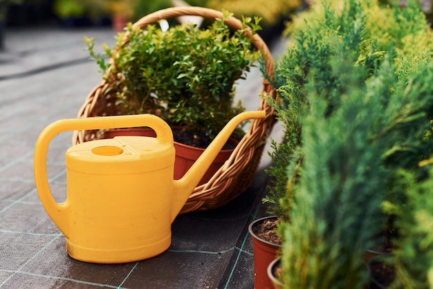 Annaffiatoio giallo Piante in vaso e strumenti di lavoro a terra Concezione del giardinaggio