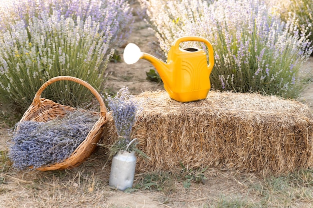 Annaffiatoio giallo sullo sfondo di un campo di lavanda