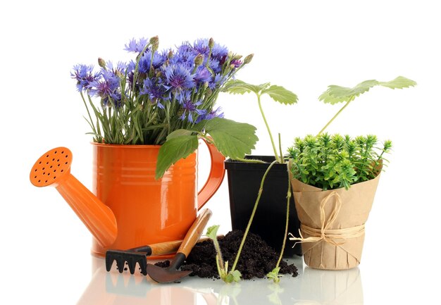 Annaffiatoio strumenti e piante in vaso di fiori isolato su bianco