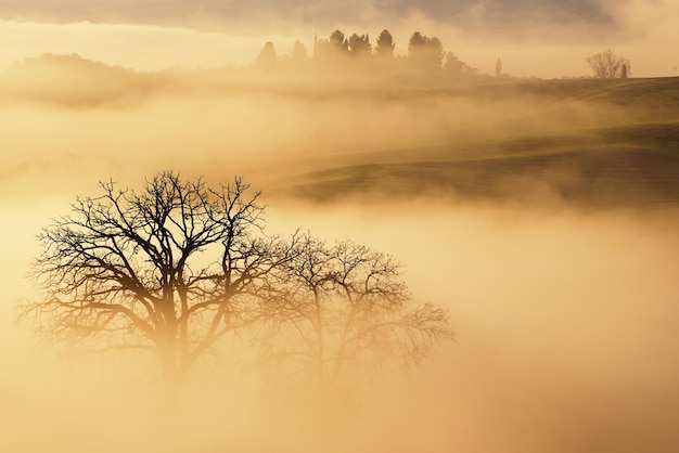 Annegato nella nebbia