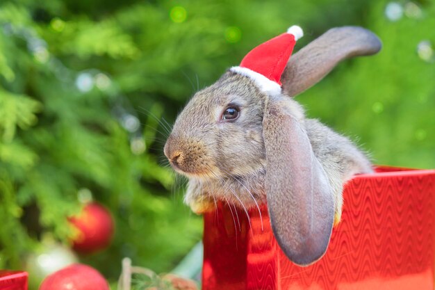 Anno nuovo animale domestico. coniglietto, coniglio bambino in cappello di babbo natale in confezione regalo vicino abete, albero di natale.