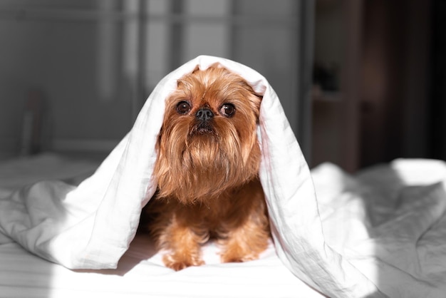 Annoiato giovane Bruxelles Griffon cane sotto una coperta bianca Un animale domestico si riscalda sotto una coperta in inverno freddo