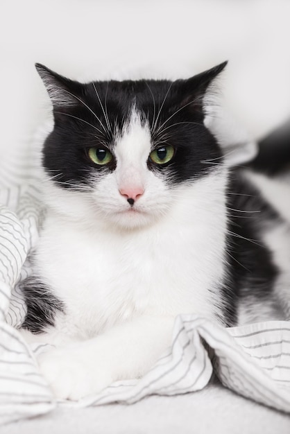 Annoiato giovane gatto di razza mista bianco e nero su plaid grigio chiaro in camera da letto contemporanea. L'animale domestico si riscalda su una coperta durante il freddo inverno. Animali domestici e concetto di cura.