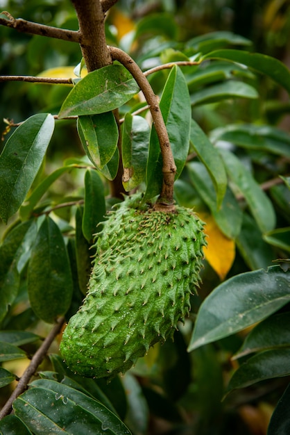 Annona muricata L.Le erbe aromatiche che sono in grado di trattare il cancro.