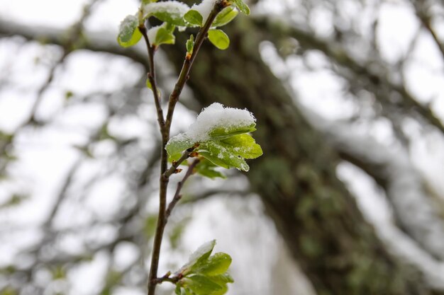 Anomalia meteorologica. Nevicata a maggio. Neve fresca sui rami di ciliegio in fiore.