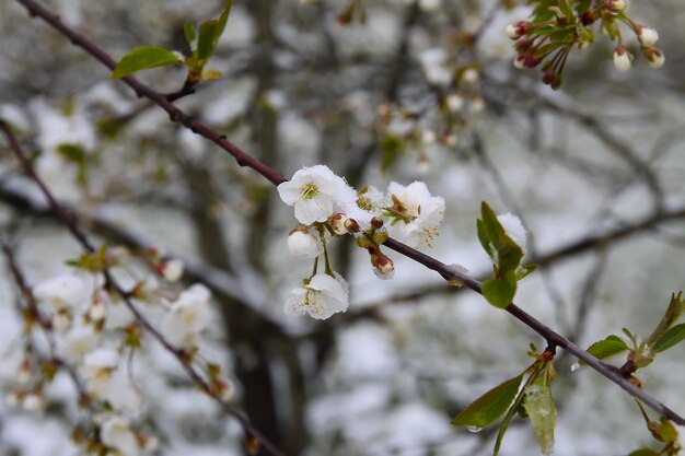 Anomalia meteorologica. Nevicata a maggio. Neve fresca sui rami di ciliegio in fiore.