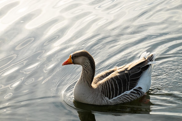 Anser anser che galleggia sulla superficie dell'acqua Uccello nell'acqua