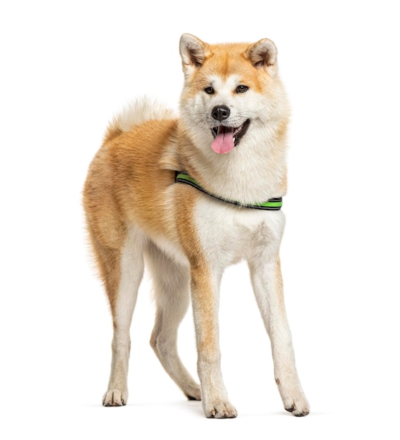 Ansimando Akita Inu in piedi davanti a uno sfondo bianco