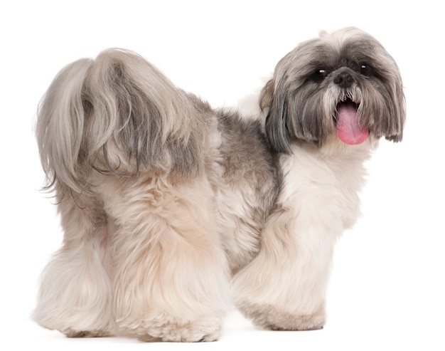 Ansimando Shih Tzu, 2 anni,