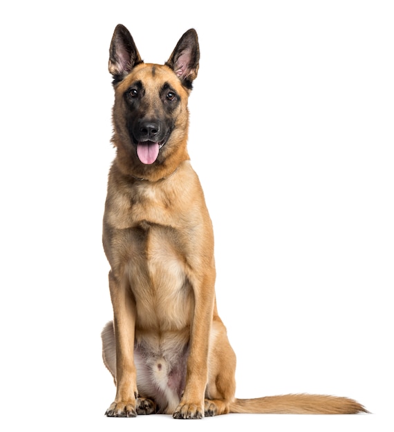 Ansimare il cane Malinois seduto