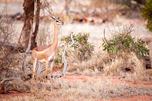 Antelope è in piedi nella savana del Kenya, impala