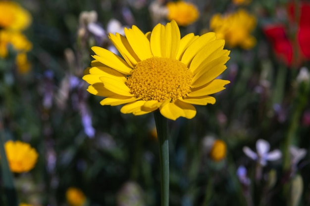 Anthemis tinctoria o crisantemo silvestre cota tinctoria o fiori di camomilla margherita dorata