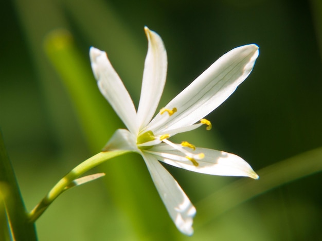 Anthericum liliagovalais svizzero