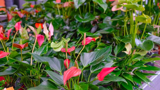 Anthurium andraeanum fiore rosa pianta a fiori tropicale anthurium per la riproduzione in interni e interni