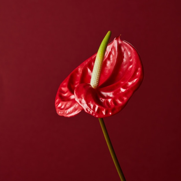 Anthurium fiore rosso isolato su sfondo rosso