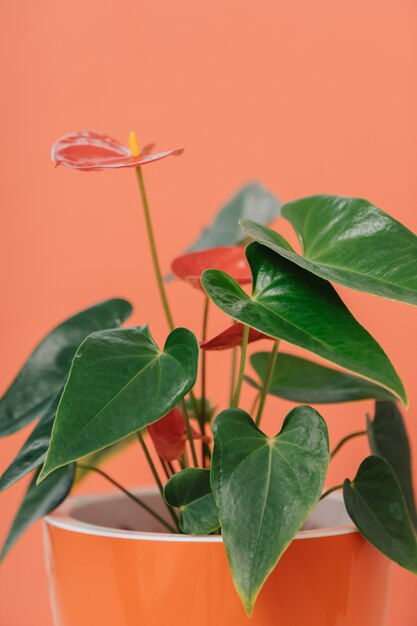 Anthurium in una pentola d'arancia.