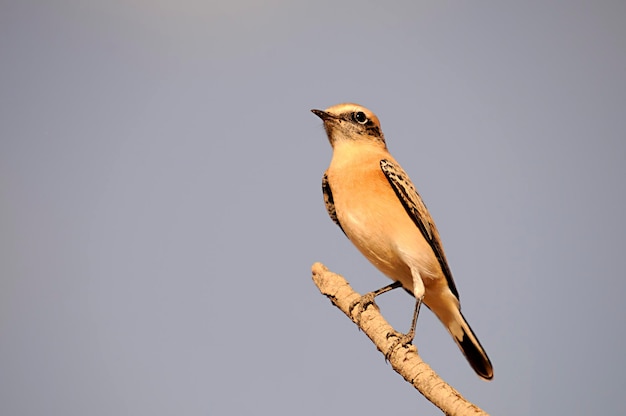 Anthus campestris - Il pipistrello campestre, uccello passeriforme della famiglia Motacillidae