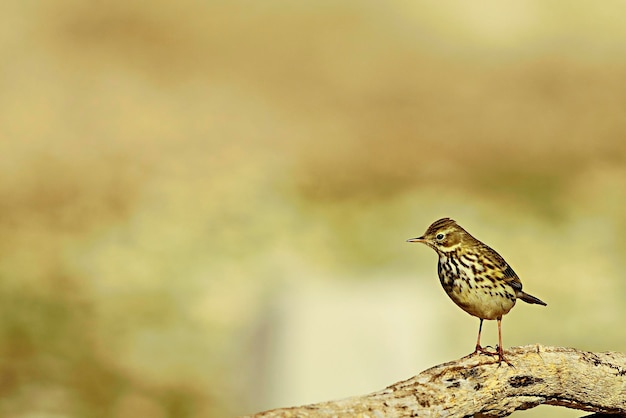 Anthus pratensis la pispola o pispola comune un uccello passeriforme della famiglia dei motacillidae