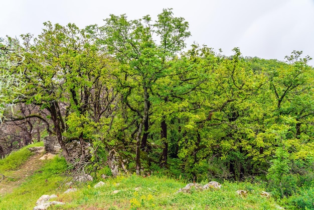 Antica foresta decidua reliquia in Azerbaigian