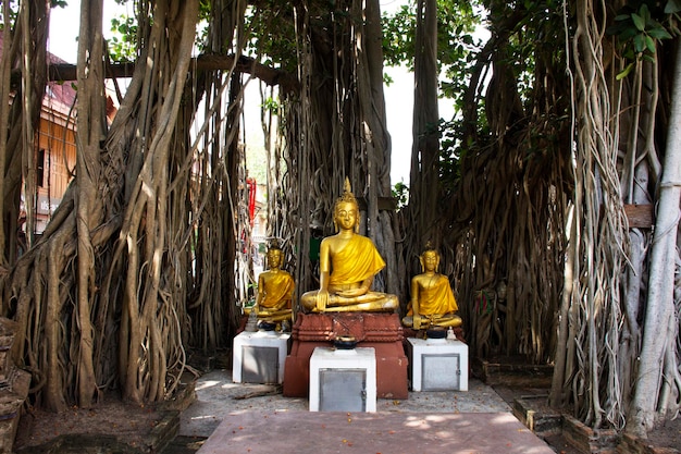 Antica statua di buddha antica sotto la pianta dell'albero nel parco giardino per i viaggiatori tailandesi che viaggiano visitano e rispettano pregando la benedizione desiderano il culto del mistero santo nel tempio di Wat Khae a Suphan Buri Thailandia