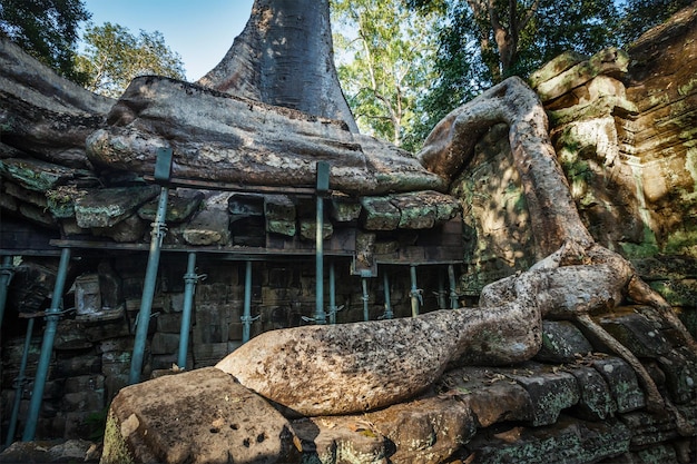 Antiche rovine e radici di alberi tempio ta prohm Angkor Cambogia