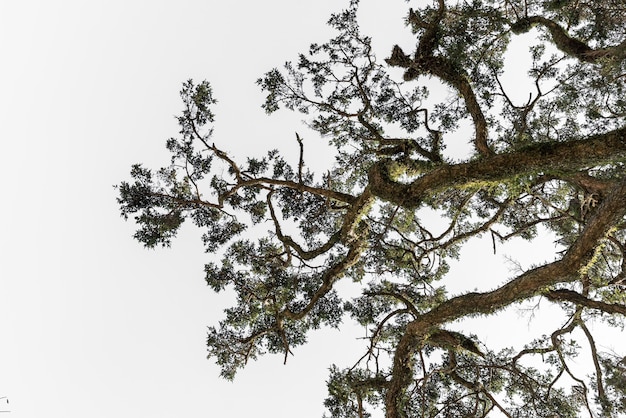 Antichi alberi torreggianti con torsioni e giri di tronco